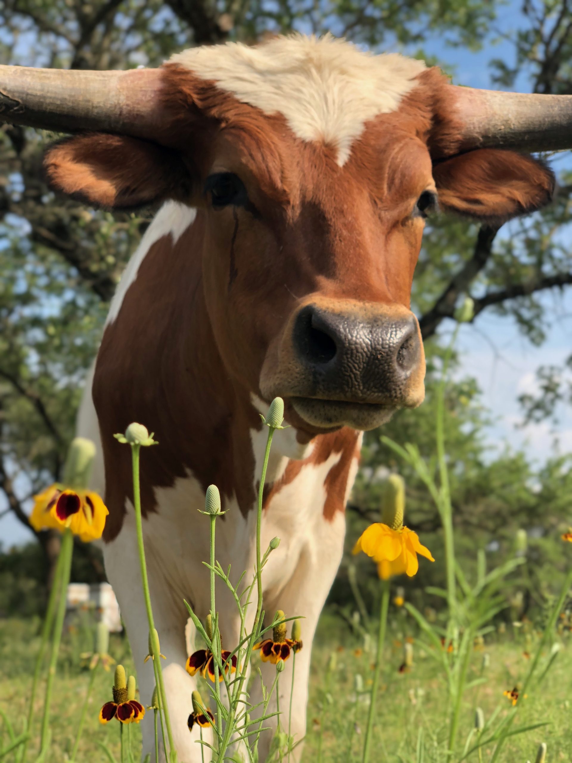 Lone Star Realtors Grapeland, Texas